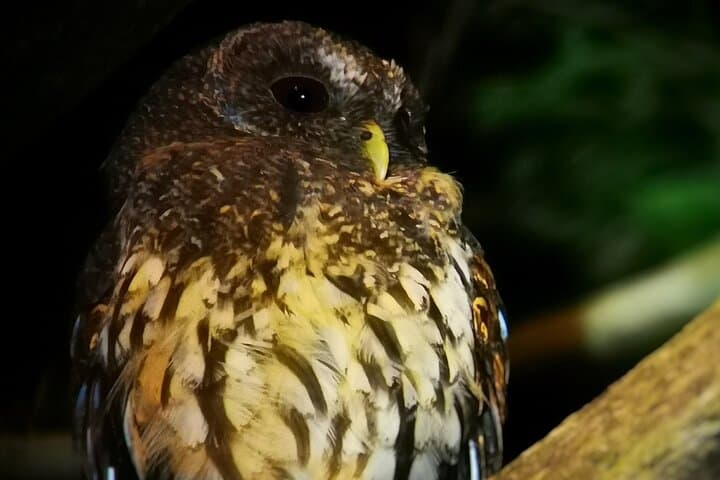 Monteverde Night Walk: Guided Nocturnal Wildlife Tour in the Cloud Forest photo 3