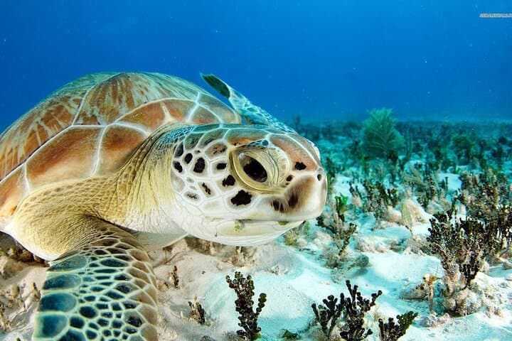 Nassau Private Island Snorkel: Turtles, Beach & BBQ from Paradise Island photo 4