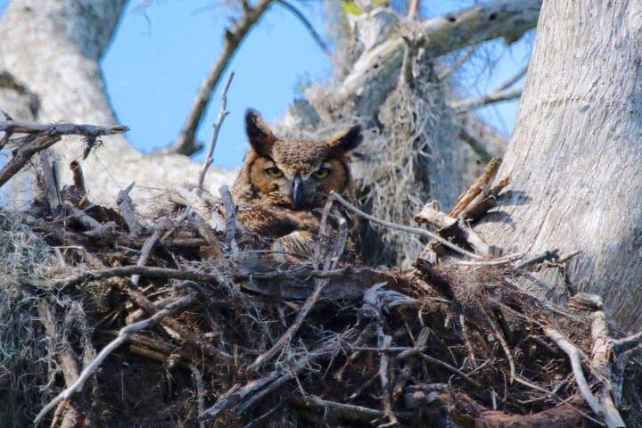 Pontoon History & Wildlife Tour on Winter Haven's Chain of Lakes photo 2