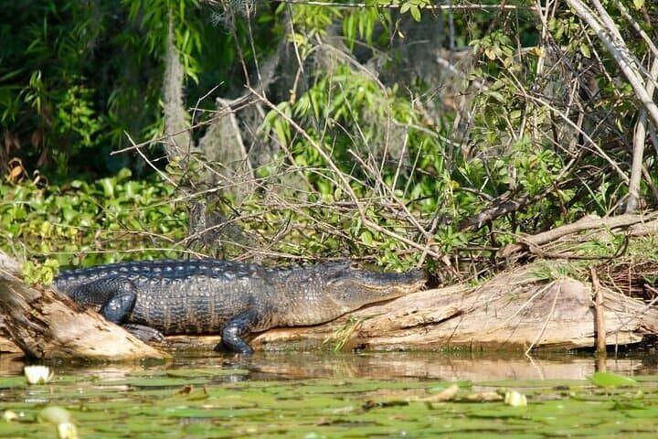 Pontoon History & Wildlife Tour on Winter Haven's Chain of Lakes photo 4