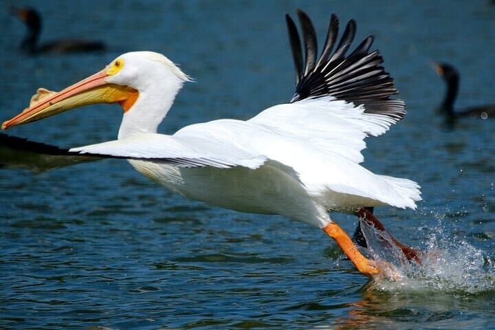 Pontoon History & Wildlife Tour on Winter Haven's Chain of Lakes photo 3