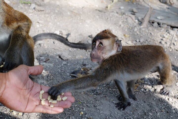 Full-Day Oslob Whale Shark Encounter, Moalboal Sardines & Monkey Sanctuary from Cebu photo 4