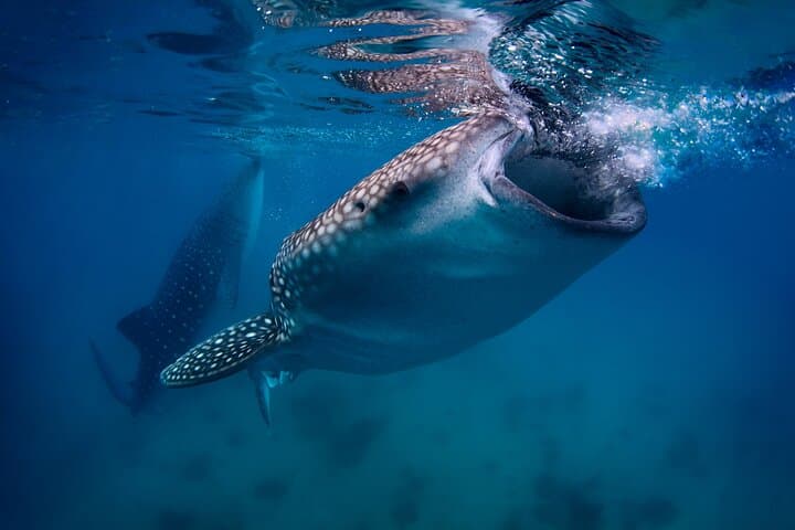 Full-Day Oslob Whale Shark Encounter, Moalboal Sardines & Monkey Sanctuary from Cebu