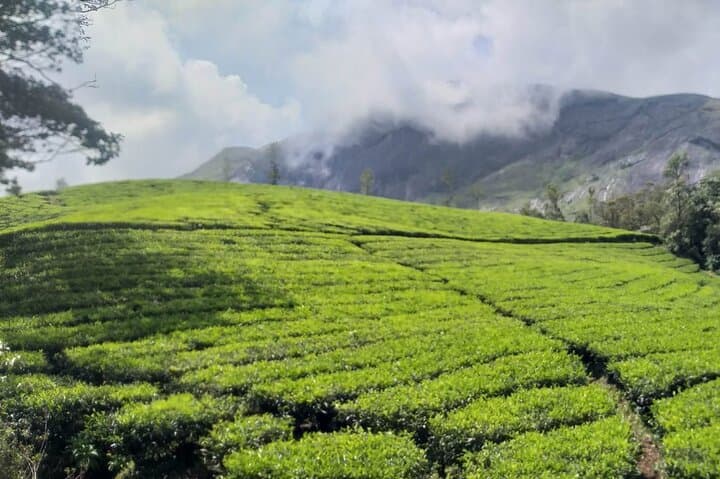 Lakshmi Hills Sunrise Trek & Munnar Tea Museum Morning Tour photo 3