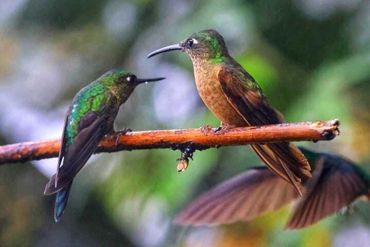 Mindo Cloud Forest Private Birdwatching Tour from Quito photo 5