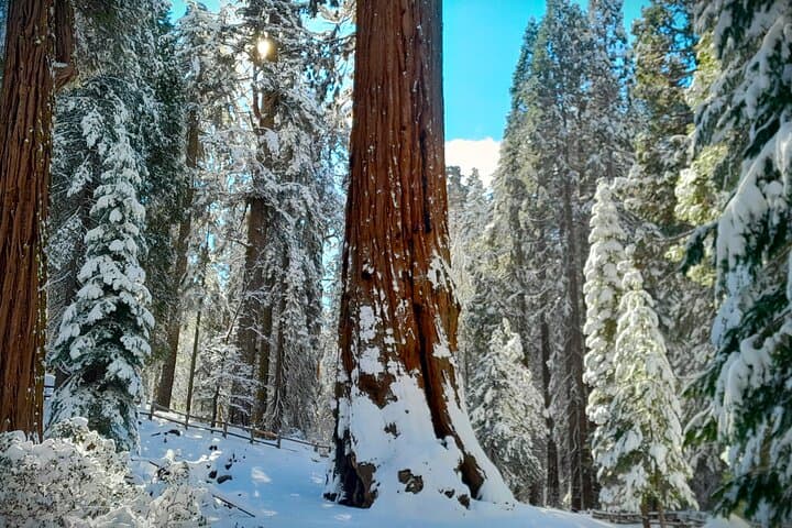 Private Winter Sequoia Tour with Former Park Rangers — 4-Hour Sequoia & Kings Canyon Experience photo 2