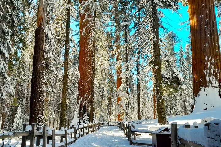 Private Winter Sequoia Tour with Former Park Rangers — 4-Hour Sequoia & Kings Canyon Experience