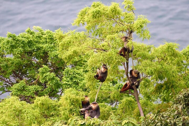 Son Tra Peninsula: Private Guided Wildlife Walk & Photography Tour in Da Nang