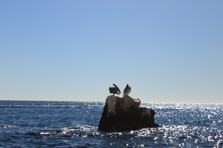 Transparent Boat Ride to El Arco: 45-Minute Glass-Bottom Tour of Lands End, Cabo San Lucas photo 4