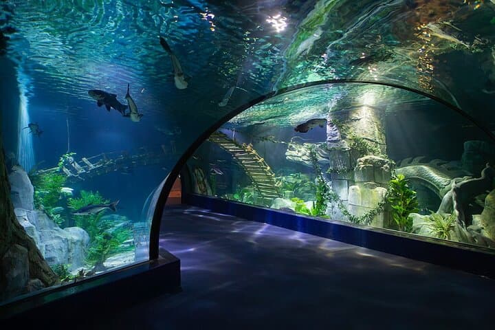 Lotte World Aquarium Hanoi Admission — Tickets, Shows & Visitor Tips photo 3