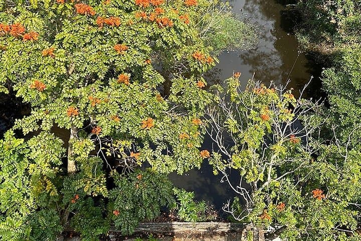 Lung Ngoc Hoang Bird Sanctuary Tour from Can Tho — Half-Day Wildlife & Boat Ride photo 4