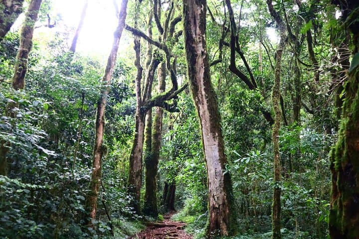 Sneak-Peek Kilimanjaro: Day Hike to Mandara Hut on the Marangu Route photo 3