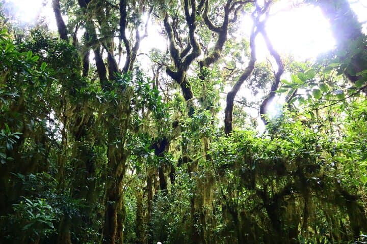 Sneak-Peek Kilimanjaro: Day Hike to Mandara Hut on the Marangu Route photo 5