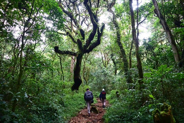 Sneak-Peek Kilimanjaro: Day Hike to Mandara Hut on the Marangu Route photo 2