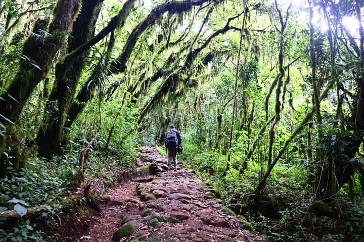 Sneak-Peek Kilimanjaro: Day Hike to Mandara Hut on the Marangu Route
