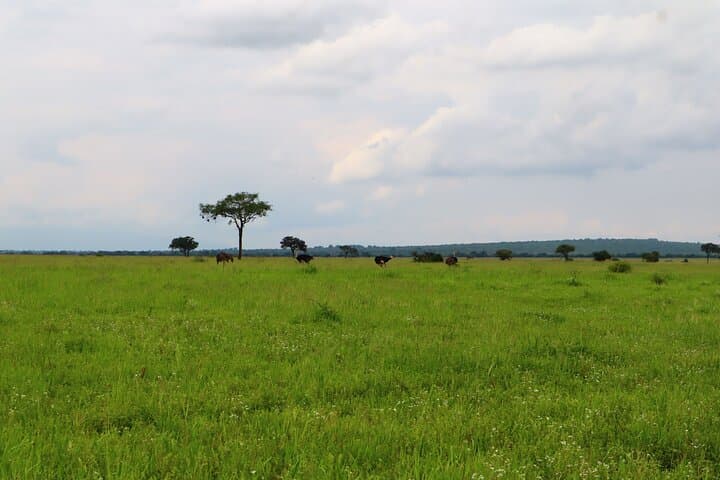 Tarangire National Park Day Trip: Elephants, Baobabs & Classic Tanzania Safari photo 2