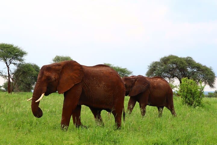 Tarangire National Park Day Trip: Elephants, Baobabs & Classic Tanzania Safari
