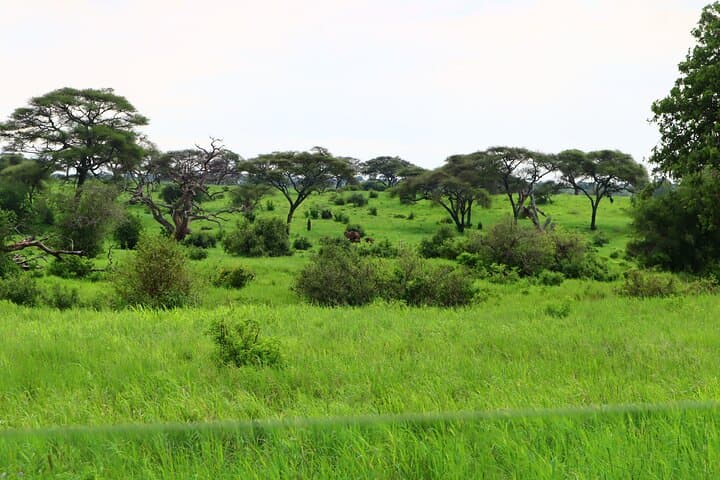 Tarangire National Park Day Trip: Elephants, Baobabs & Classic Tanzania Safari photo 3