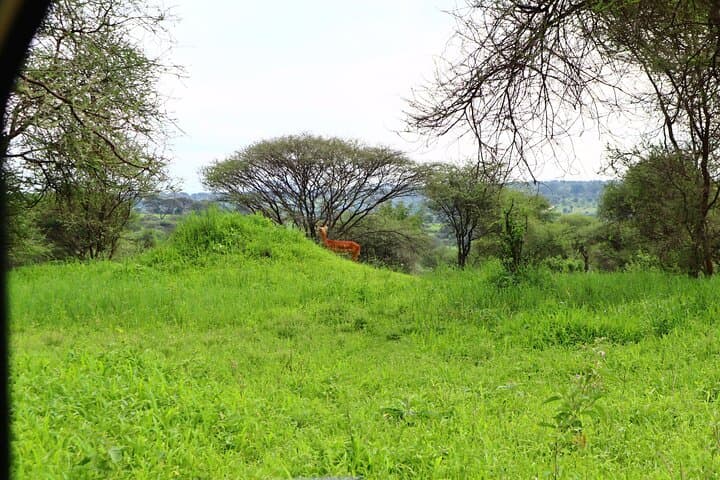 Tarangire National Park Day Trip: Elephants, Baobabs & Classic Tanzania Safari photo 4