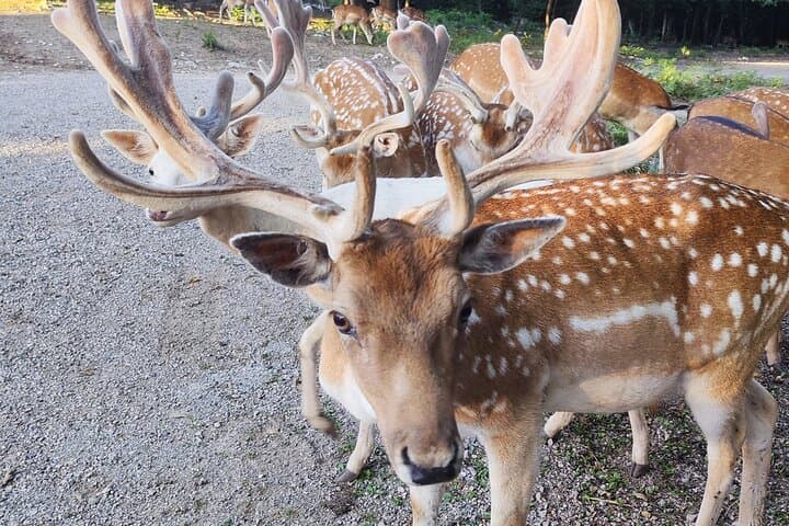 day-trip-from-zagreb-to-plitvice-lakes-and-deer-ranch photo 4