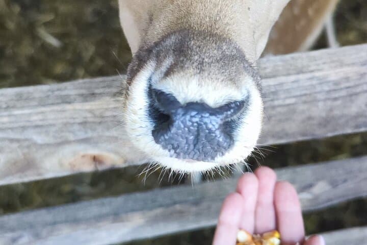 day-trip-from-zagreb-to-plitvice-lakes-and-deer-ranch photo 5