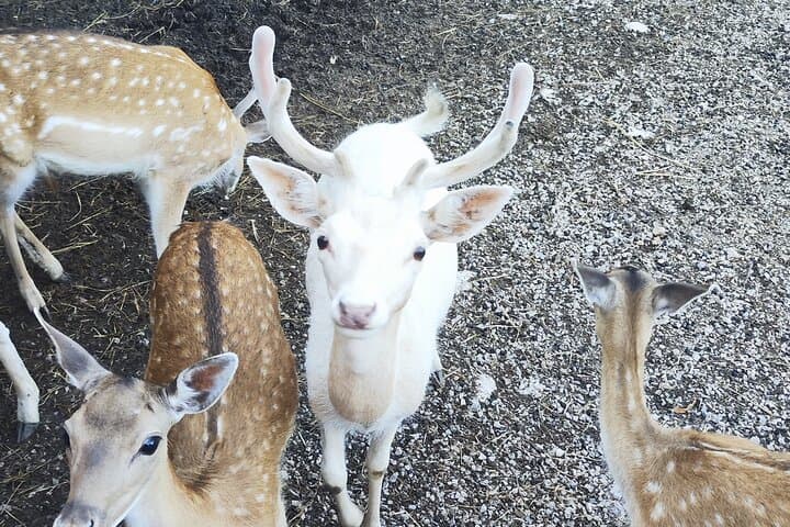 Zagreb to Plitvice Lakes Day Trip: Rastoke, Waterfalls & Deer Ranch Adventure photo 5