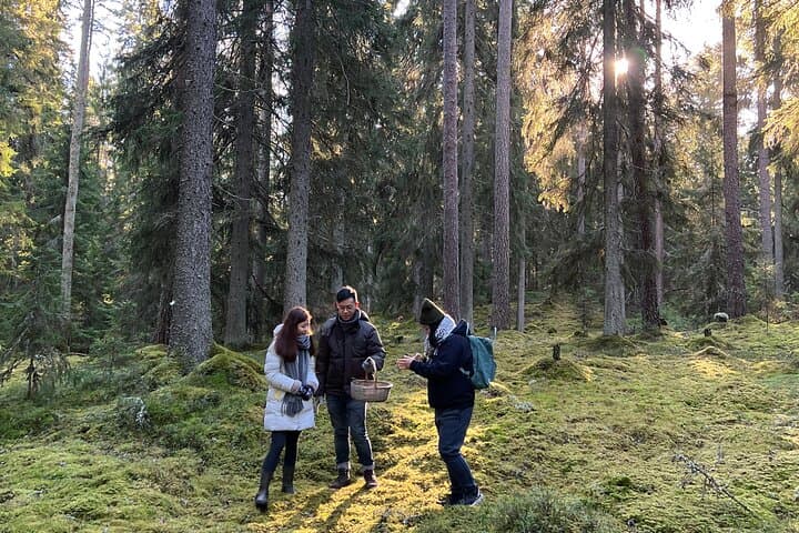 Mushroom Hunting in Liesjärvi National Park — Chanterelle Foraging from Helsinki photo 4