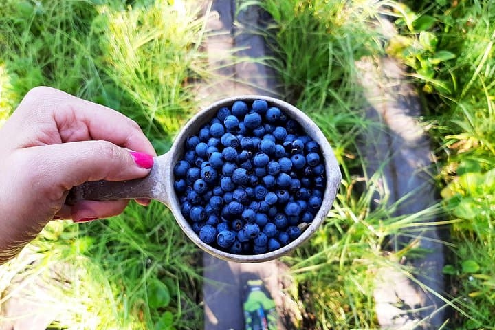 Forage the Taiga: Berry Picking Day Trip to Liesjärvi National Park photo 3
