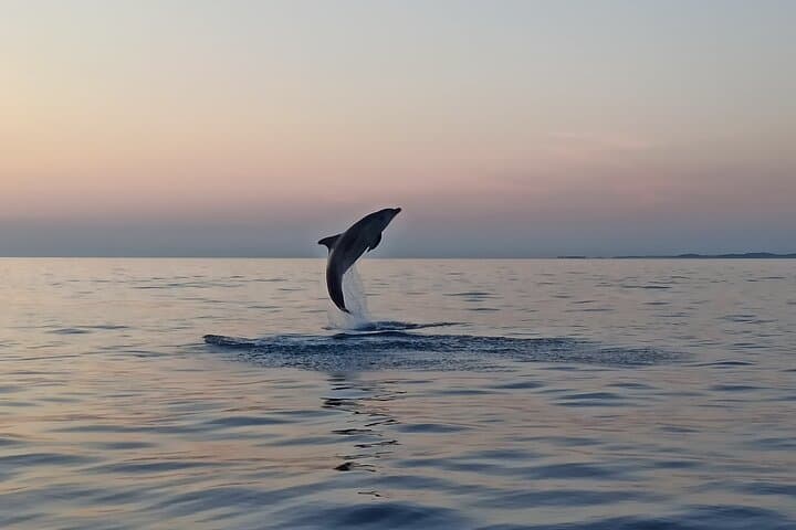 Sunrise Dolphin Watching & Fishermen at Work — Speedboat Tour in Rovinj photo 4