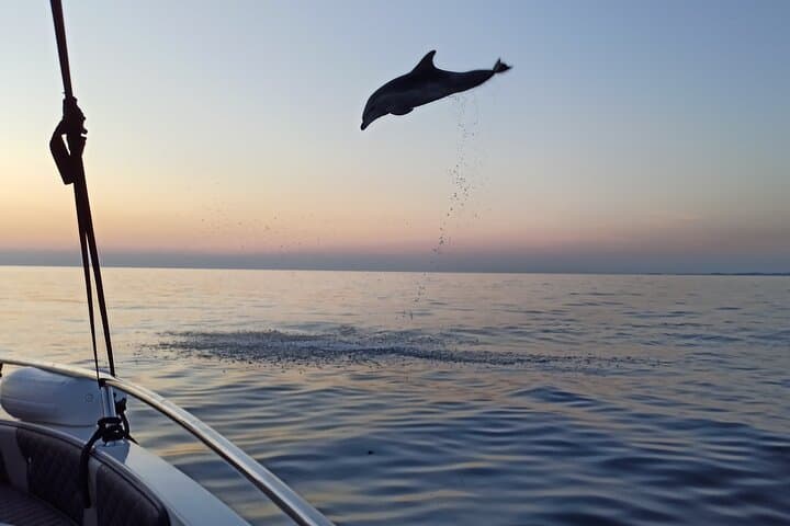 Sunrise Dolphin Watching & Fishermen at Work — Speedboat Tour in Rovinj photo 2