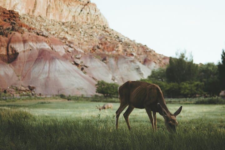 Capitol Reef Full-Day Private Hike: Hickman Bridge, Cassidy Arch & The Tanks photo 3