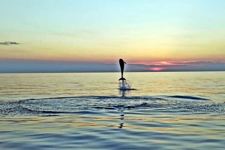 Rovinj Private Sunset Dolphin Watching Speedboat Tour with Drinks photo 4
