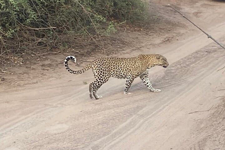 Chobe Day Trip: Boat Safari and Game Drive from Victoria Falls photo 2