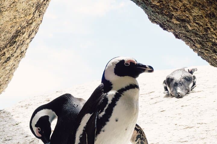 Cape of Good Hope + Penguin Colony Day Expedition from Cape Town photo 2