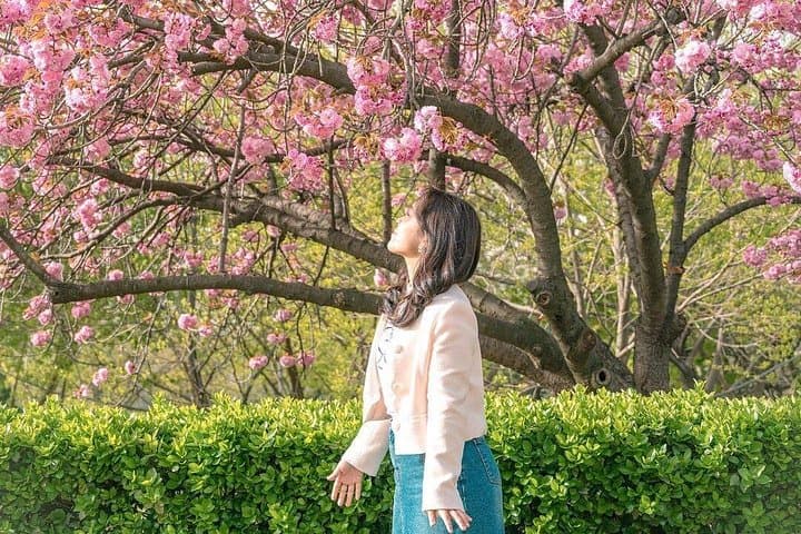 Seoul King Cherry Blossom Trail: Boramae Park to Starfield Hanam One-Day Tour photo 2