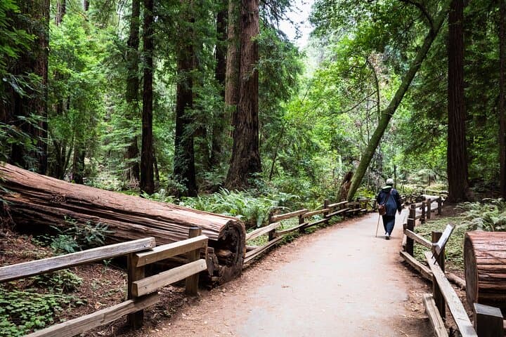 Private San Francisco Day Tour: Golden Gate Bridge, Sausalito & Muir Woods photo 4