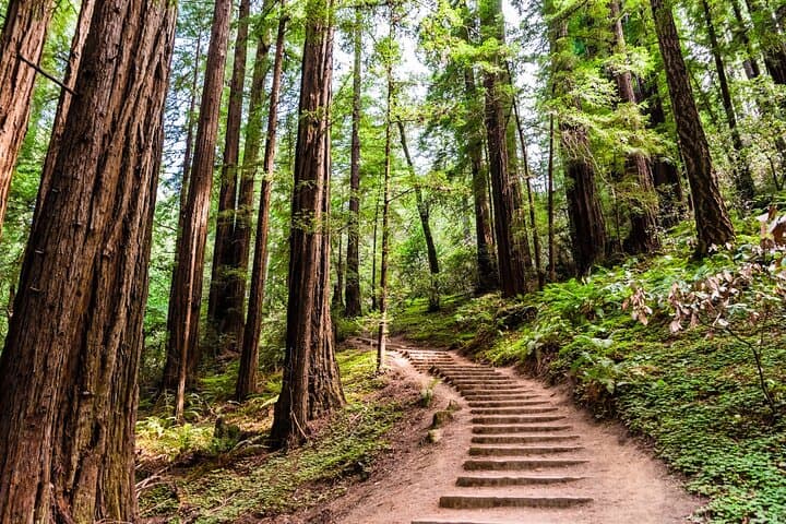 Private San Francisco Day Tour: Golden Gate Bridge, Sausalito & Muir Woods photo 3