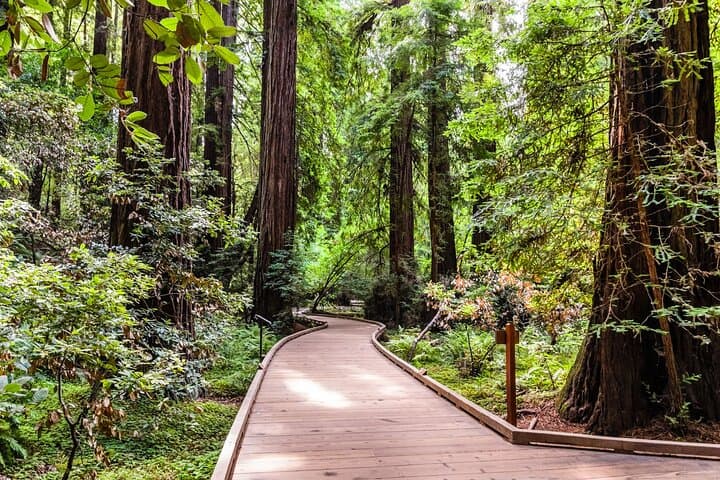 Private San Francisco Day Tour: Golden Gate Bridge, Sausalito & Muir Woods photo 5