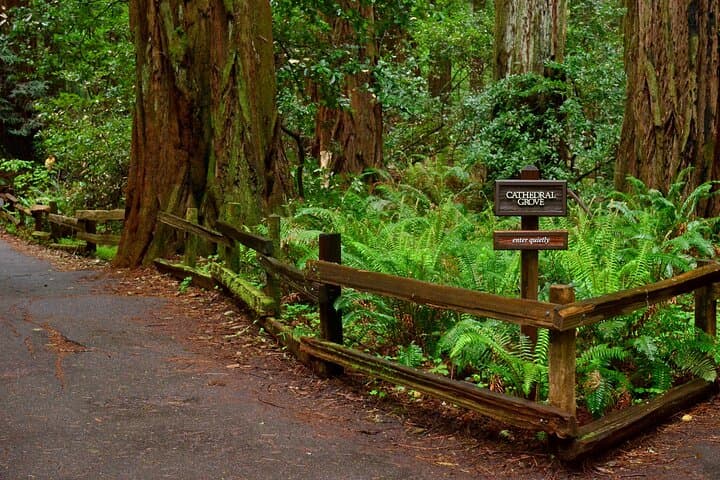 Private San Francisco Day Tour: Golden Gate Bridge, Sausalito & Muir Woods photo 6
