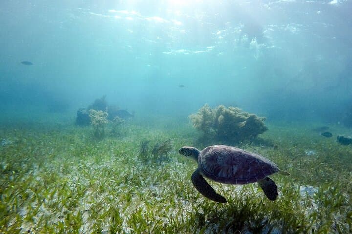 Private Half-Day Swim with Sea Turtles and Cenote — Snorkel a Protected Sanctuary & Karst Cavern photo 1