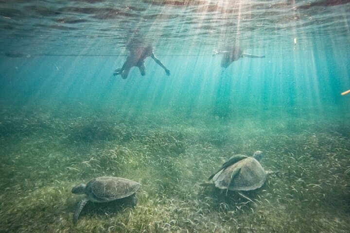 Private Half-Day Swim with Sea Turtles and Cenote — Snorkel a Protected Sanctuary & Karst Cavern photo 2