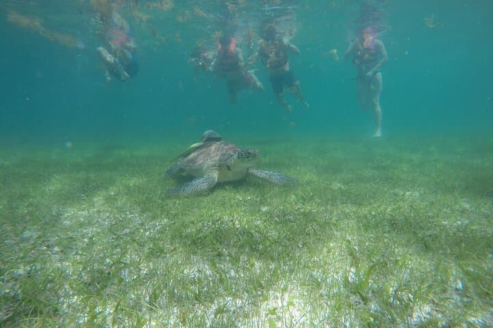 Private Half-Day Swim with Sea Turtles and Cenote — Snorkel a Protected Sanctuary & Karst Cavern photo 3