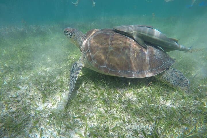 Private Half-Day Swim with Sea Turtles and Cenote — Snorkel a Protected Sanctuary & Karst Cavern photo 4
