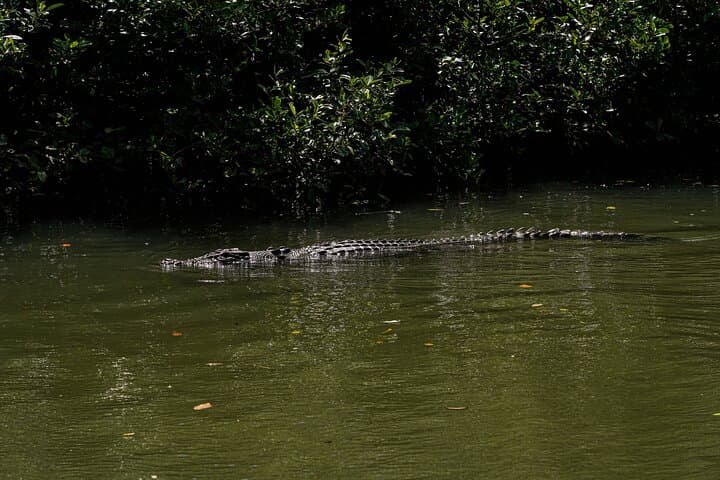 Half-Day Daintree River Cruise & Mossman Gorge Walk from Port Douglas photo 6