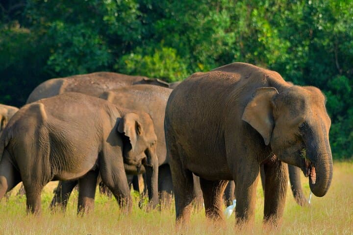 Sri Lanka Unveiled: 12-Night Complete Experience — Sigiriya, Hill Country, Yala & Coast