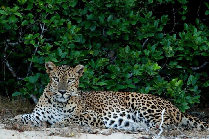 Sri Lanka Unveiled: 12-Night Complete Experience — Sigiriya, Hill Country, Yala & Coast photo 3