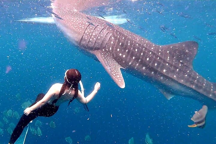 Whale Sharks & Kawasan Canyoneering: Full-Day Cebu Adventure