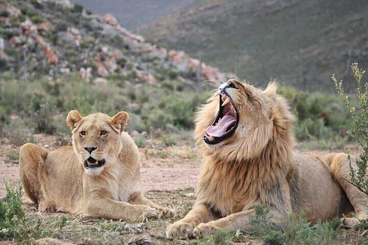 Big Five Safari at Aquila and Fairview Wine Tasting — Day Trip from Cape Town photo 2