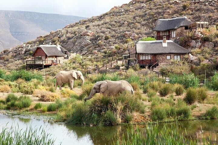 Big Five Safari at Aquila and Fairview Wine Tasting — Day Trip from Cape Town photo 3