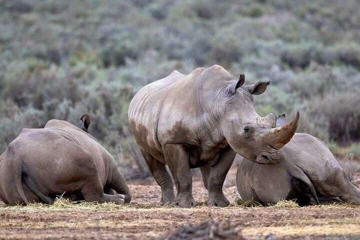 Big Five Safari at Aquila and Fairview Wine Tasting — Day Trip from Cape Town photo 6